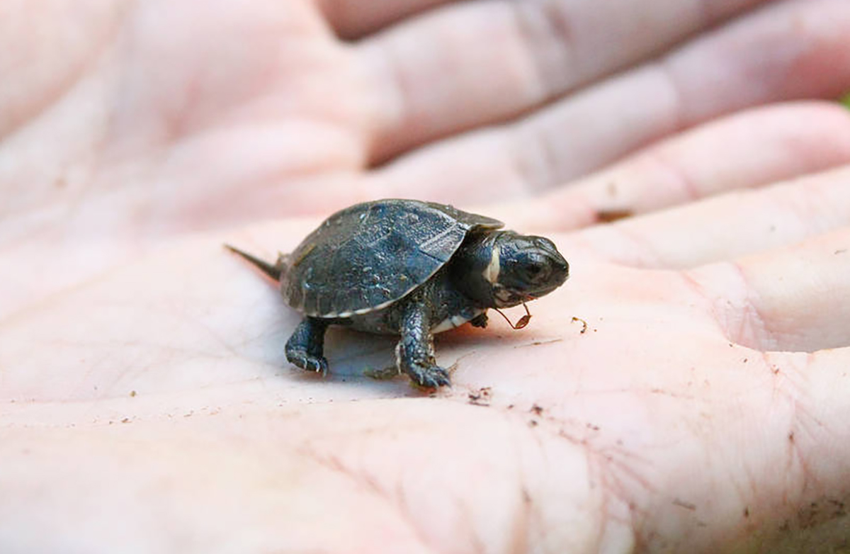 An image of a baby bog turtle; this turtle is less then 1/8th the size of an adult's hand