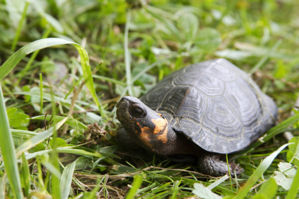 An image of Muhlenberg turtle (Bog turtle)