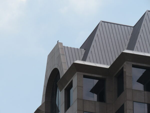 Young peregrine falcon on a building after fledging