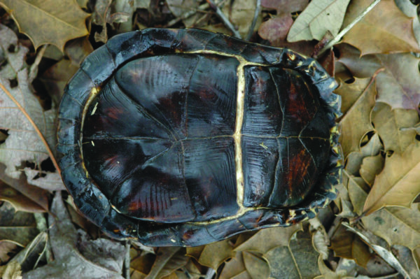 Box turtle shell; it is a deep brown color with a hinged plate