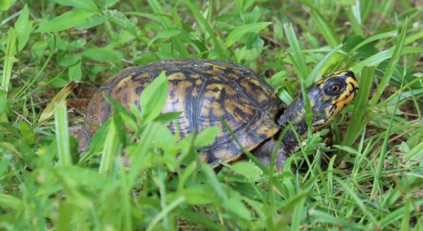 An image of an eastern box turtle