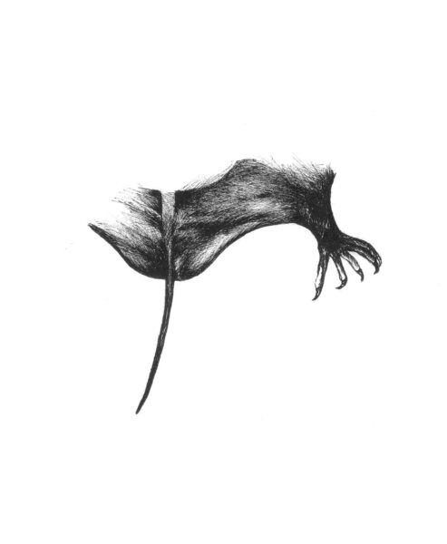 An image of Brazilian Free-tailed Bat