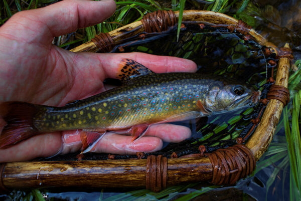 An image of Brook Trout
