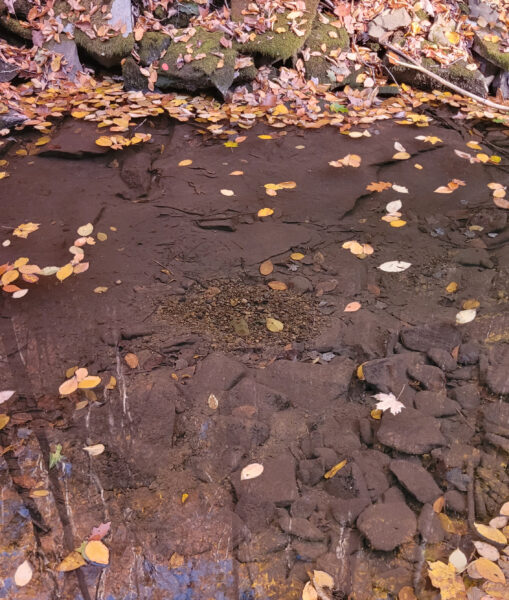 A nest of a brook trout within a montane stream