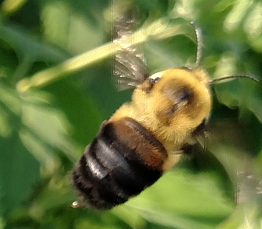 An image of the brown belted bee which is quite similar in appearance to the Rusty patched bee but it's wings are clear and not caramel colored and it's abdominal patch is a dull brown in color.