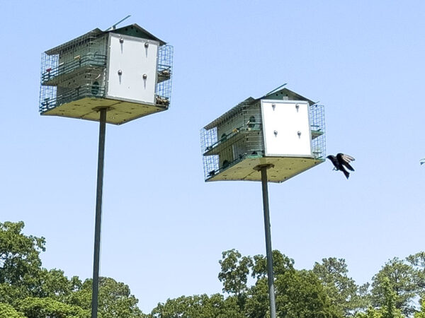 A purple martin returning home after a foraging trip over Youngs Pond.
