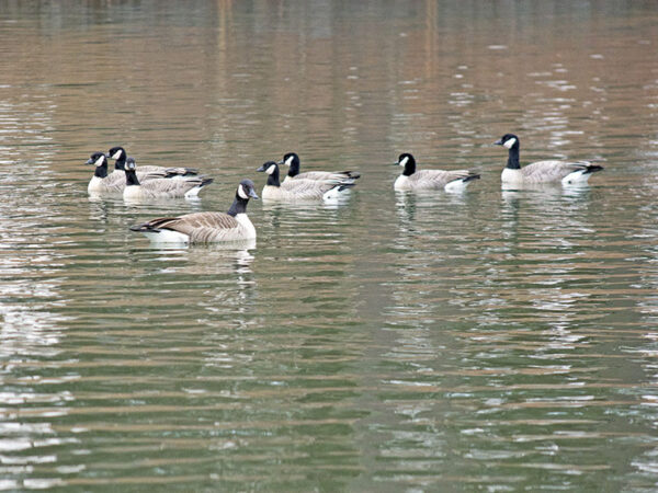 Cackling geese are smaller overall with shorter bills than the familiar Canada goose.