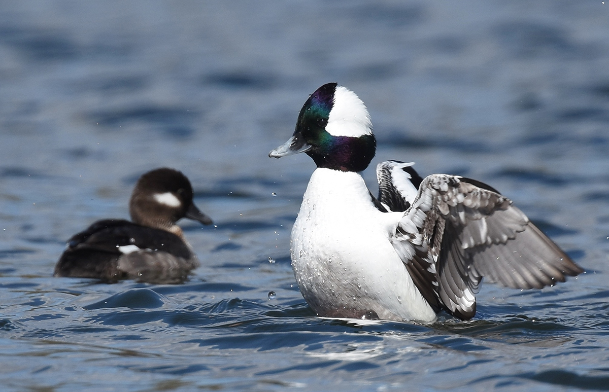 An image of a bufflehead in the water; the male has a green-blue head with a white crown and the female is brown with a white cheek spot