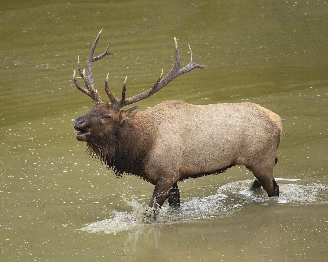 An image of an adult elk in the water