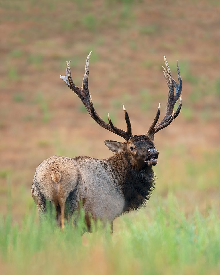 Opportunities Abound to Watch Virginia’s Elk Herd Virginia DWR
