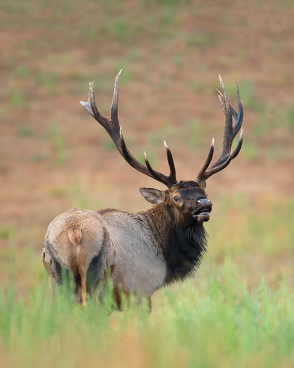 An image of an adult elk in a grassland