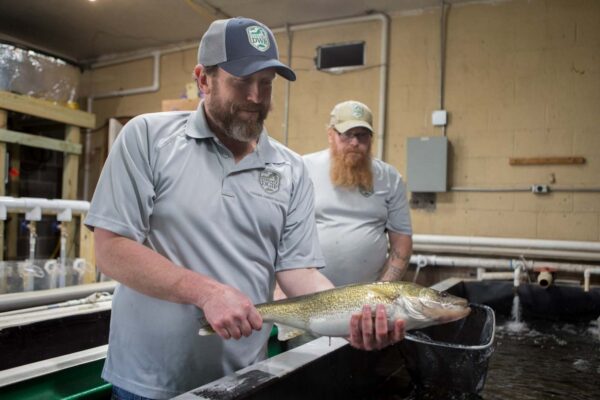 Msn holding a fish over a pool inside the hatchery.