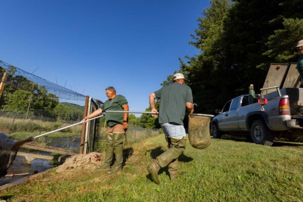Men transferring fish in nets from the raceways.