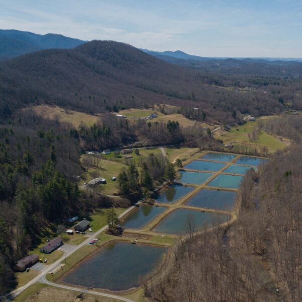 An aerial view of the Buller Hatchery