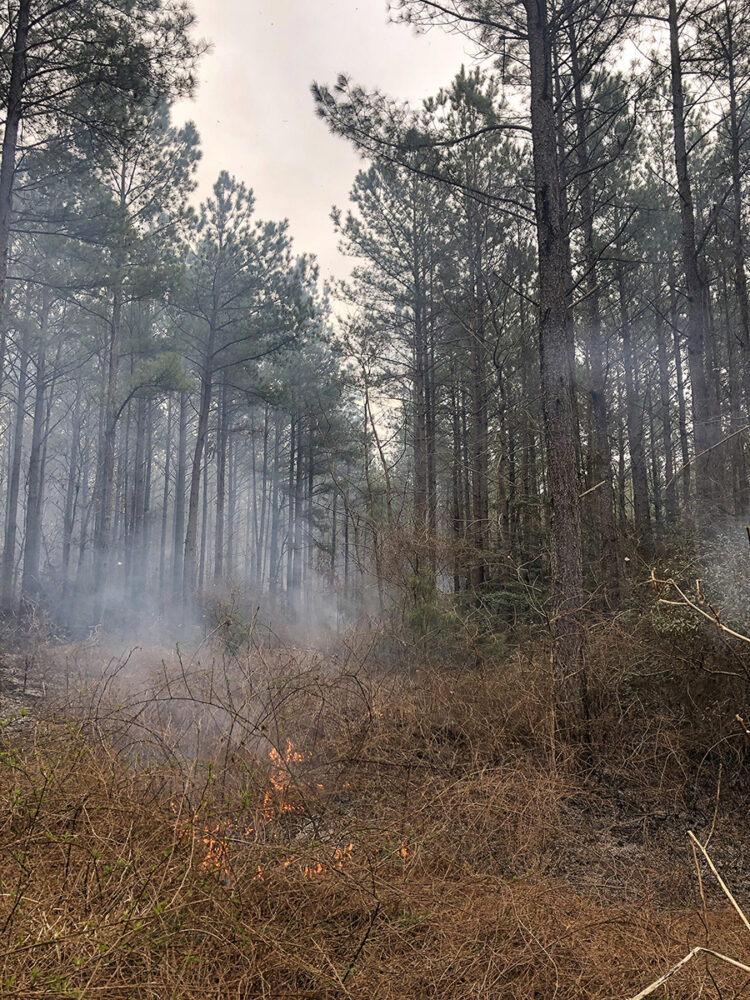 An image of a controlled burn thinning timber to allow sunlight to reach the forest floor