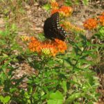 A black butterfly on an orange flower