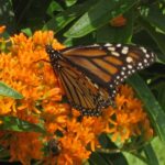 A Monarch butterfly on an orange flower