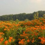 A field of orange flowers