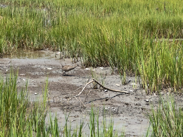 A saltmarsh at low tide showing mud and green marsh grasses, with an immature clapper rail walking across the mud.