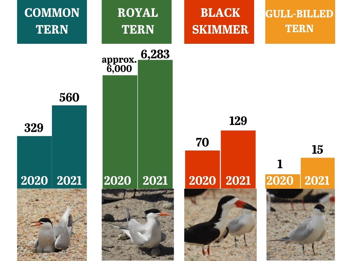 Preliminary investigations of minimum nest counts (note this is different from total nest counts) indicate that 2021 is shaping up to have had more nesting activity relative to what was documented in 2020,
