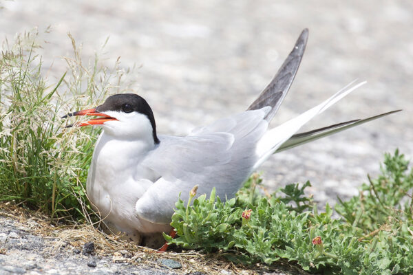 An image of a common tern incubating their egg on the beach, this bird is white with grey wings and back and a black head and neck; it has an orange beak tipped in black.