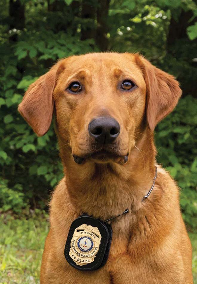 A photo of K9 Blaze