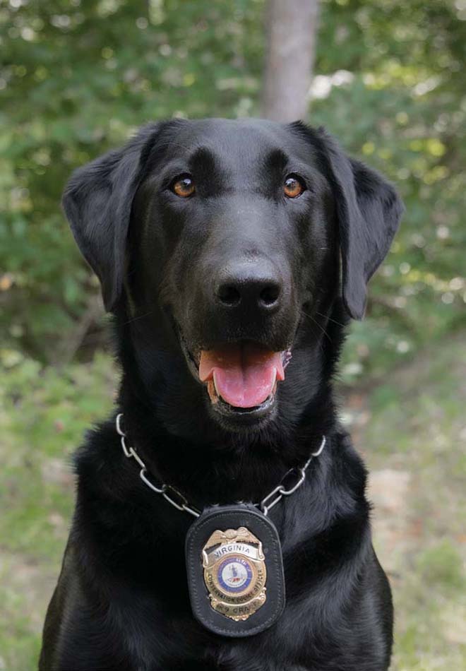 A photo of K9 Grace