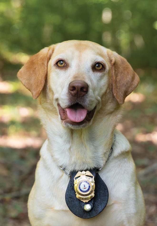 A photo of K9 Lily