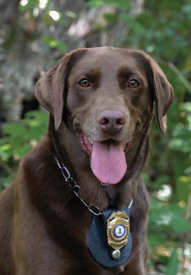 A photo of K9 Reese