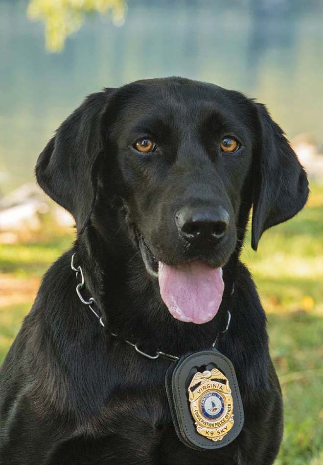 A photo of K9 Sky