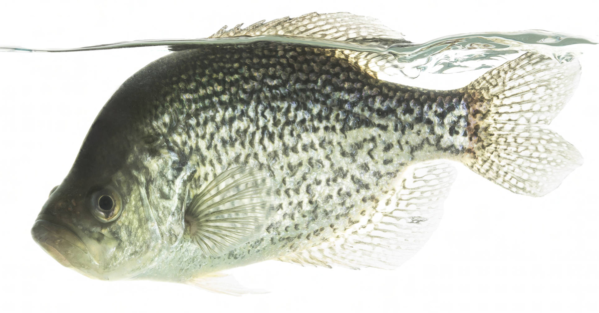Four Great Tactics for Spring Crappie Success