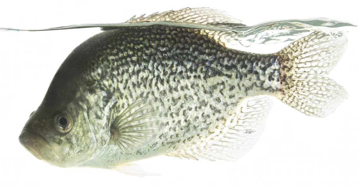 It's time for crappie and white bass