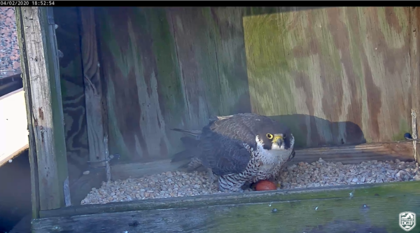 An image of a peregrine falcon and the first egg of her clutch