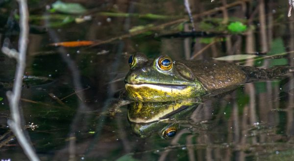 An image of an American bullfrog in the water