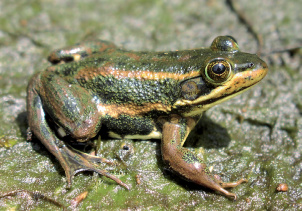 An image of a carpenter frog