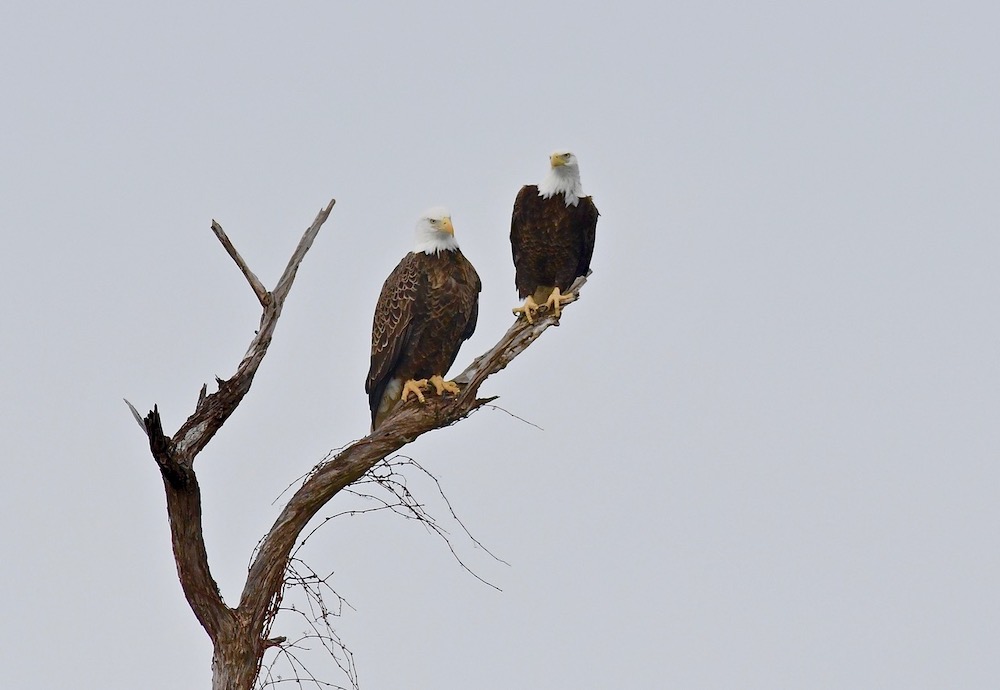 Two bald eagles sitting on a dead tree branch silhouetted against a gray sky.