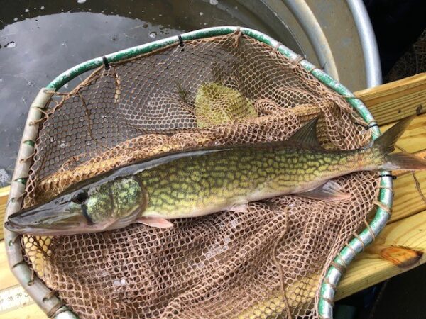A Chain Pickerel being measured during a fish community survey. ©Photo by Scott Herrmann
