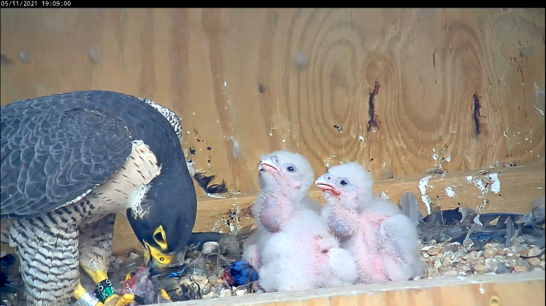 Four chicks with well rounded crops signifying full bellies being bed by an adult peregrine falcon