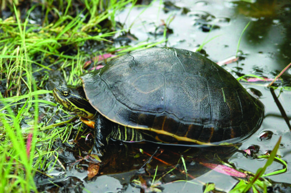 An image of eastern chicken turtle