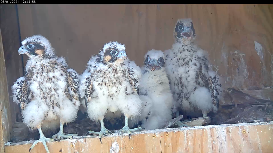 Falcon chicks two days before banding. The last chick to hatch is second from the right with fewer visible feathers relative to the others.