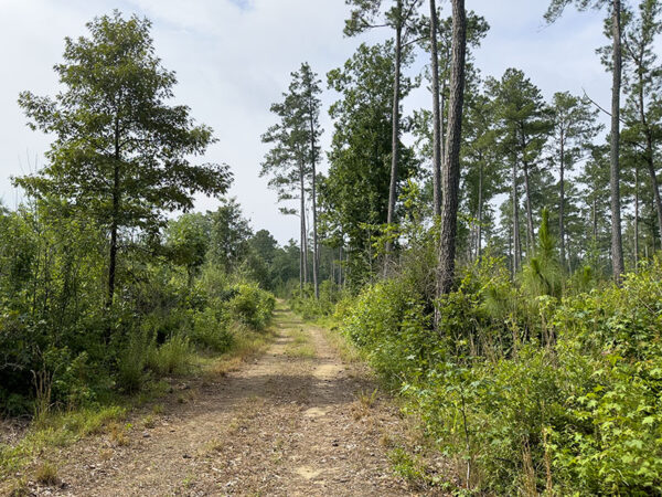 Hopefully one day, these longleaf pines will be home to red-cockaded woodpeckers. Photo Credit: Lisa Mease