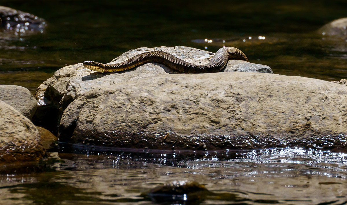 A northern water snake basking in the sun on a rock in a stream