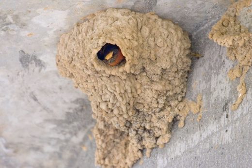 Cliff Swallow Nest with bird inside