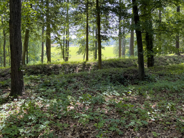 An image of a forest within the Cold Harbor battlefield
