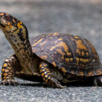 An image of a common box turtle