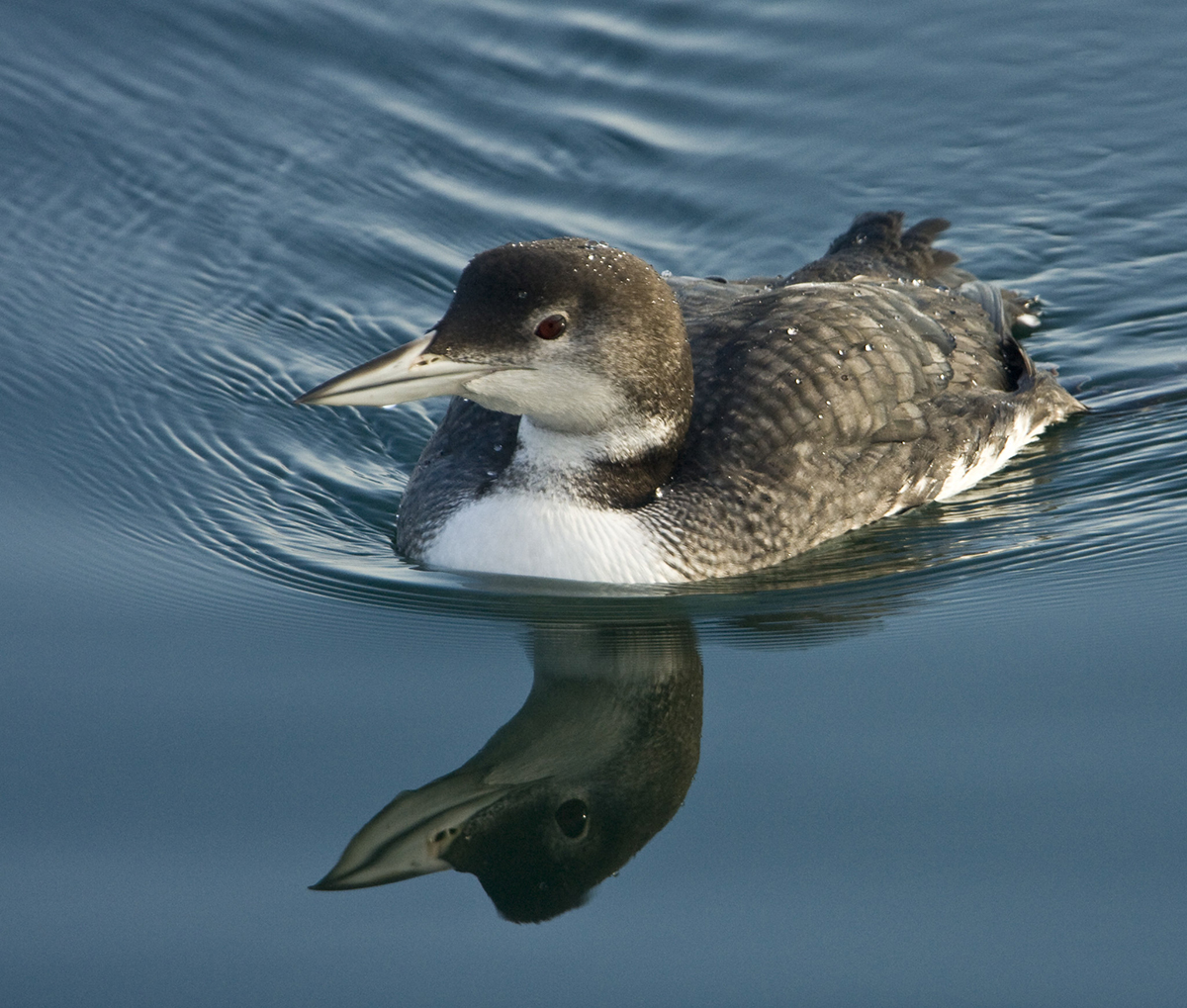 An image of a Pacific Loon