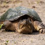 An image of a snapping turtle