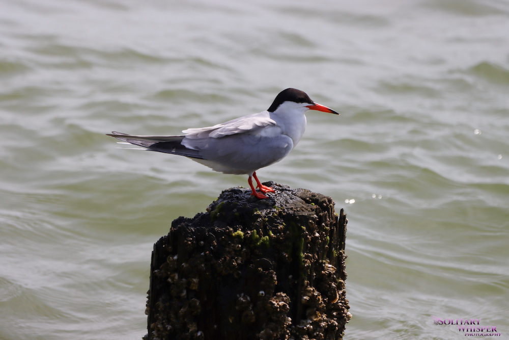 An image of the common tern which is a white bird with a grey back and black crown; it's beak is orange, this one is standing on a wooden pole in the ocean
