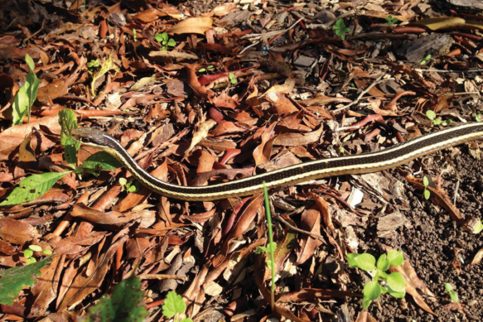 An image of a ribbon snake; this snake is black with two yellow stipes going down its body, one on each side