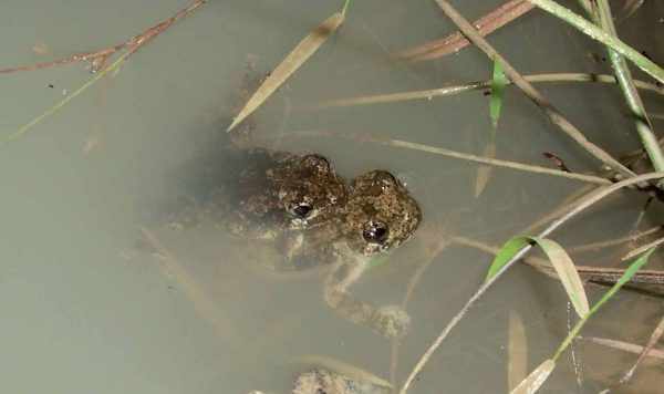 An image of Cope’s Gray Treefrog